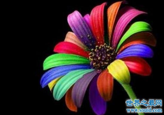 神奇的七色堇存在吗，传说可以实现人愿望的花