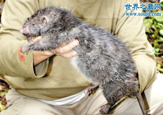 伊朗巨鼠，比猫还大的基因变种食人巨鼠
