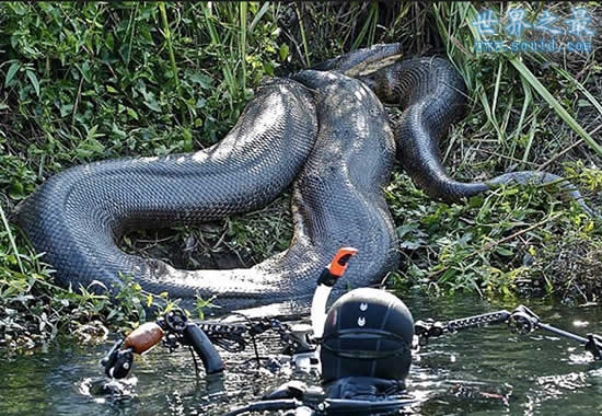 中国最大的蛇有多大？世间罕见50米长(图)