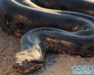 中国最大的蛇有多大世间罕见50米长(图)