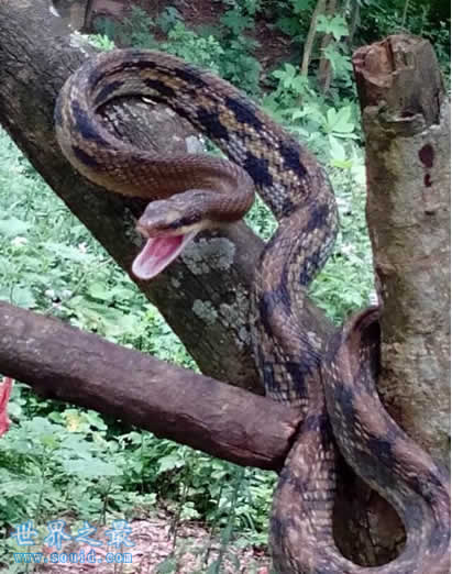 中国最大的蛇有多大？世间罕见50米长(图)